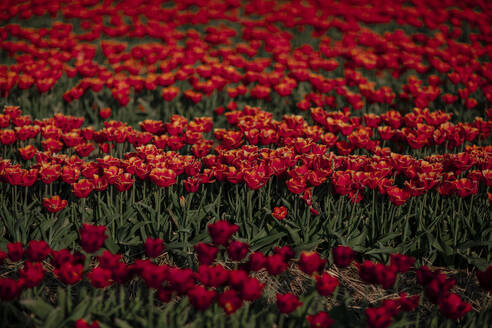 Red tulip field - OGF00342