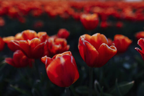 Rote Tulpen auf einem Feld - OGF00359