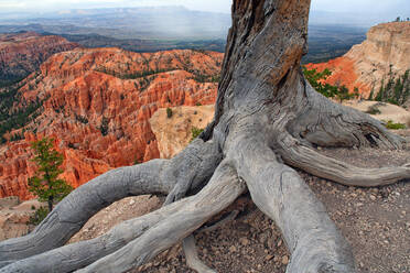 USA, Utah, Wurzeln eines abgestorbenen Baumes im Bryce Canyon National Park - DSGF02025