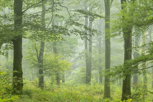 Laubwald an einem nebligen Regentag, Cornwall, England, Vereinigtes Königreich, Europa - RHPLF14650