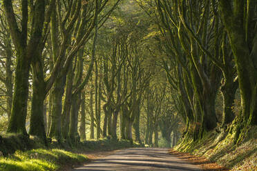 Morning light streaming through an avenue of beech trees near Bridestowe, Dartmoor, Devon, England, United Kingdom, Europe - RHPLF14655