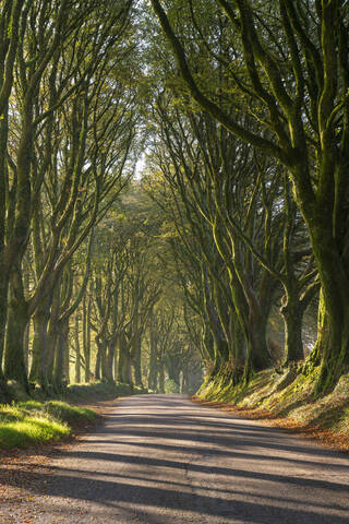 Baumgesäumter Weg am Rande des Dartmoor, Bridestowe, Devon, England, Vereinigtes Königreich, Europa, lizenzfreies Stockfoto