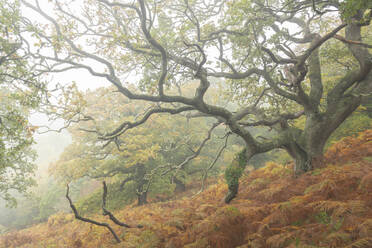 Herbstliche Laubwälder im Dartmoor-Nationalpark, Devon, England, Vereinigtes Königreich, Europa - RHPLF14679