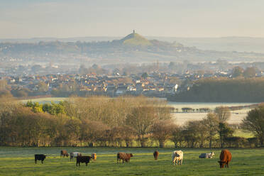 Weidende Rinder auf Ackerland in der Nähe von Glastonbury im Winter, Somerset, England, Vereinigtes Königreich, Europa - RHPLF14689