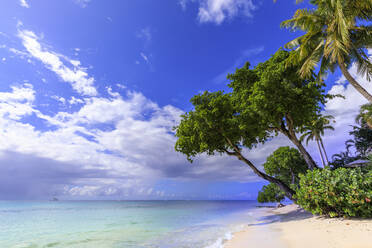 Paynes Bay, overhanging trees, fine pale pink sand beach, turquoise sea, beautiful West Coast, Barbados, Windward Islands, West Indies, Caribbean, Central America - RHPLF14763