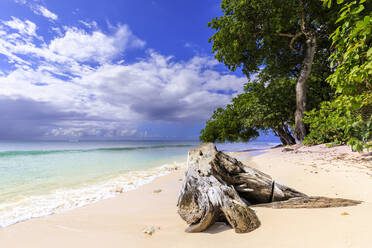 Paynes Bay, overhanging trees, fine pale pink sand beach, turquoise sea, beautiful West Coast, Barbados, Windward Islands, West Indies, Caribbean, Central America - RHPLF14764