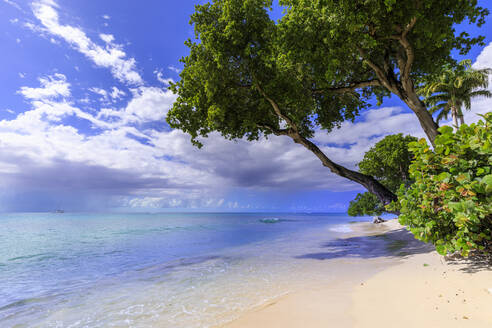 Paynes Bay, überhängende Bäume, feiner rosa Sandstrand, türkisfarbenes Meer, schöne Westküste, Barbados, Inseln über dem Winde, Westindische Inseln, Karibik, Mittelamerika - RHPLF14765