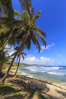 Bathsheba, windgepeitschte Palmen, Atlantikwellen, zerklüftete Ostküste, Barbados, Inseln über dem Winde, Westindische Inseln, Karibik, Mittelamerika - RHPLF14766