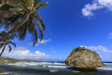 Bathsheba, Pilzfelsen, windgepeitschte Palme, Atlantikwellen, zerklüftete Ostküste, Barbados, Inseln über dem Winde, Westindien, Karibik, Mittelamerika - RHPLF14767