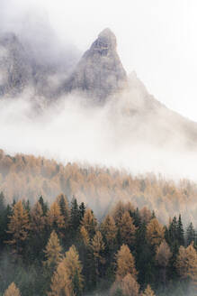 Nebel über den orangefarbenen Lärchenwäldern im Herbst, Misurina, Dolomiten, Auronzo di Cadore, Provinz Belluno, Veneto, Italien, Europa - RHPLF14774