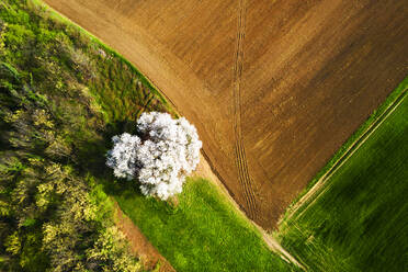 Zenithale Luftaufnahme eines blühenden Kirschbaums, Lombardei, Italien, Europa - RHPLF14842
