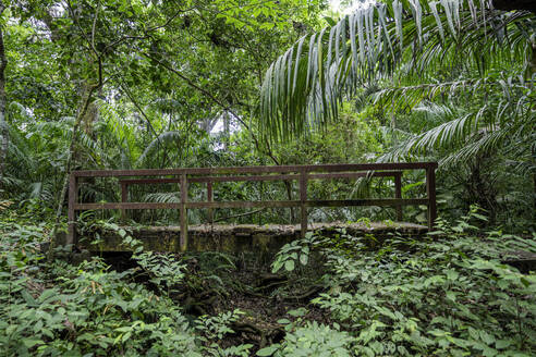 Eine alte Holzbrücke im Wald des Soberania-Nationalparks, Panama, Mittelamerika - RHPLF14880