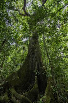 Ein großer Baum im Wald des Soberania-Nationalparks, Panama, Mittelamerika - RHPLF14882