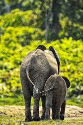 Zentralafrikanische Republik, Rückansicht eines Waldelefantenkälbchens (Loxodonta cyclotis) mit Elternteil in Dzanga Bai - DSGF02040