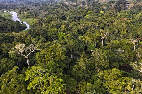 Zentralafrikanische Republik, Luftaufnahme des dichten Dschungels des Dzanga-Sangha Special Reserve - DSGF02042