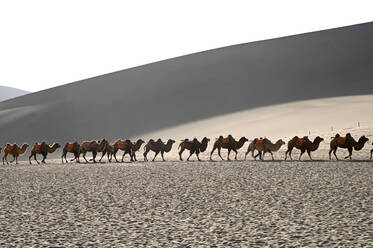 Kamele werden am späten Nachmittag durch die Singenden Sanddünen zurückgeführt, Dunhuang, Gansu, China, Asien - RHPLF14953