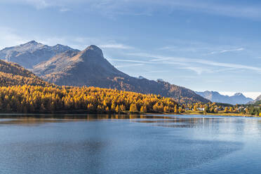 Lärchen am Ufer des Silsersees im Herbst mit dem Dorf Maloja im Hintergrund, Oberengadin, Kanton Graubünden, Schweiz, Europa - RHPLF15026