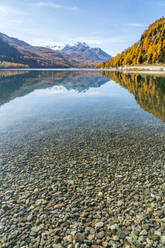 Bunte Lärchen spiegeln sich im Silvaplanasee im Herbst, St. Moritz, Engadin, Kanton Graubünden, Schweiz, Europa - RHPLF15027