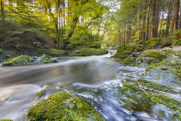 Tollymore Forest Park, Fluss Shimna, Grafschaft Down, Ulster, Nordirland, Vereinigtes Königreich, Europa - RHPLF15049