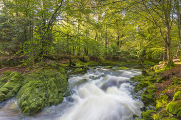 Tollymore Forest Park, Fluss Shimna, Grafschaft Down, Ulster, Nordirland, Vereinigtes Königreich, Europa - RHPLF15050