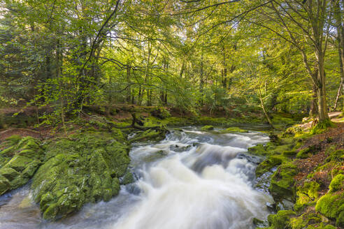 Tollymore Forest Park, Fluss Shimna, Grafschaft Down, Ulster, Nordirland, Vereinigtes Königreich, Europa - RHPLF15050