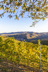 Weinberg der Weinregion Barolo im Herbst, Serralunga d'Alba, Langhe, Piemont, Italien, Europa - RHPLF15067