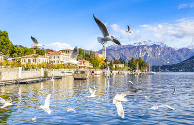 Möwen fliegen über das Wasser des Sees mit dem Dorf Tremezzo im Hintergrund, Comer See, Lombardei, Italienische Seen, Italien, Europa - RHPLF15077