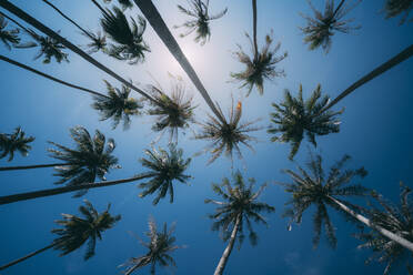 Palm trees in Ko Lanta Island, Phang Nga Bay, Thailand, Southeast Asia, Asia - RHPLF15088