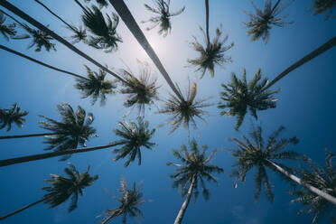 Palmen auf der Insel Ko Lanta, Phang Nga Bay, Thailand, Südostasien, Asien - RHPLF15088