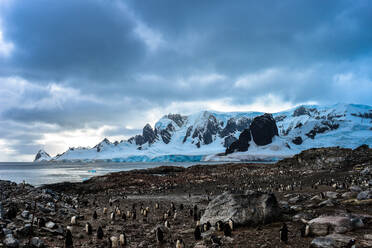 Pinguinkolonie mit schneebedecktem Berg im Hintergrund, Antarktis, Polarregionen - RHPLF15118