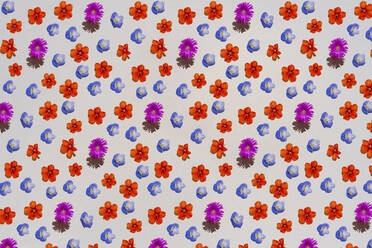 Pattern of colorful flower heads - GEMF03652