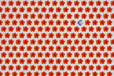 Muster aus Reihen roter Blütenköpfe mit einem einzigen blauen - GEMF03657