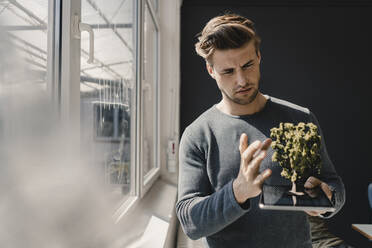 Young entrpreneur balancing tree on digital tablet in his office - KNSF08017