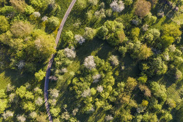 Deutschland, Baden-Württemberg, Esslingen, Luftaufnahme eines grünen Obstgartens im Frühling - WDF05989