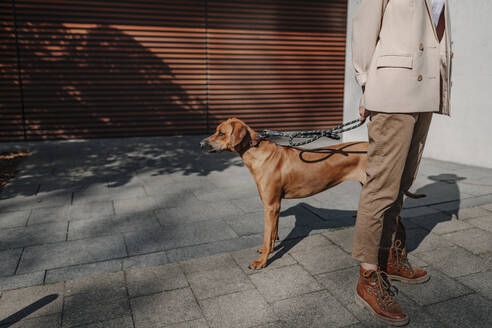Ausschnittansicht einer modischen Frau, die mit ihrem Hund auf dem Bürgersteig steht - OGF00380