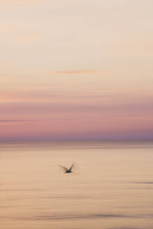 Silhouette Möwe fliegen über Meer gegen Himmel während Sonnenaufgang - FVSF00253