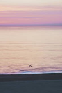 Silhouette Möwe fliegen über Strand gegen lila Himmel während Sonnenaufgang - FVSF00254