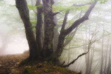 Italy, Marche, Autumn forest shrouded in thick fog - LOMF01059