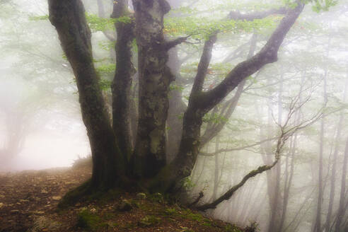 Italien, Marken, Herbstwald in dichtem Nebel gehüllt - LOMF01059