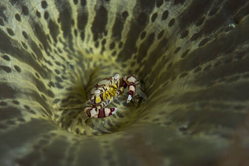 Indonesien, Unterwasserporträt der Harlekin-Schwimmkrabbe (Lissocarcinus laevis) - TOVF00185