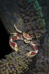 Indonesien, Unterwasserporträt einer Porzellankrabbe - TOVF00187