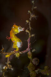 Indonesien, Unterwasserporträt von Pontohs Pygmäenseepferdchen (Hippocampus pontohi) - TOVF00188