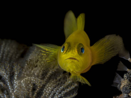 Indonesien, Unterwasserporträt einer gelben Clowngrundel (Gobiodon okinawae) - TOVF00189