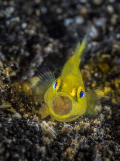 Indonesien, Unterwasserporträt einer gelben Clowngrundel (Gobiodon okinawae) - TOVF00190