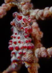 Indonesien, Unterwasserporträt des Bargibants-Seepferdchens (Hippocampus bargibanti) - TOVF00191