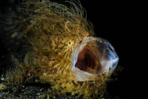 Indonesien, Unterwasserporträt eines haarigen Anglerfisches (Antennarius striatus) - TOVF00192