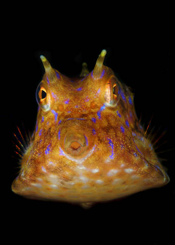 Indonesien, Unterwasserporträt des Dornigen Kuhfisches (Lactoria fornasini), lizenzfreies Stockfoto