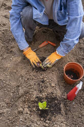 Low section of elderly man planting vegetable in soil at garden - AFVF06233