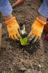 High angle view of elderly man planting vegetable in soil at garden - AFVF06235