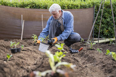 Surface level view of retired senior man planting at orchard - AFVF06236